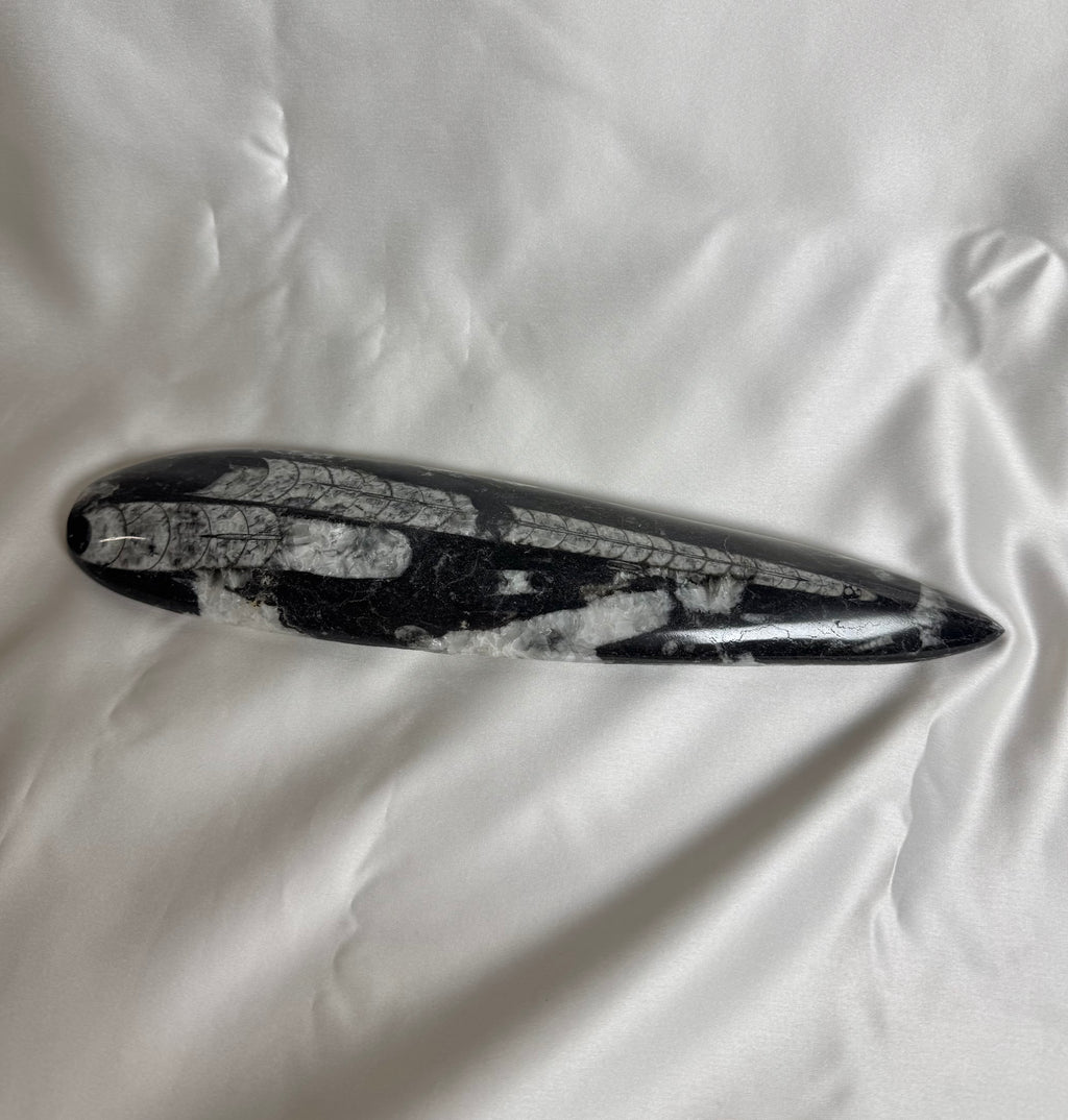 Orthoceras Fossiel Nr. 447