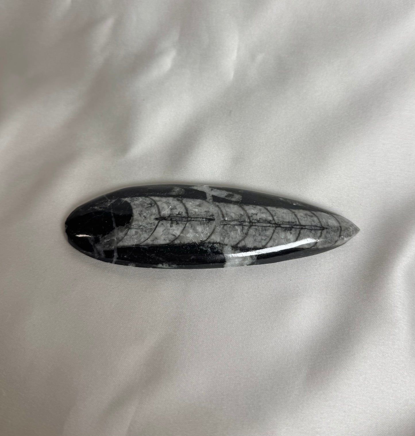 Orthoceras Fossiel Nr. 449
