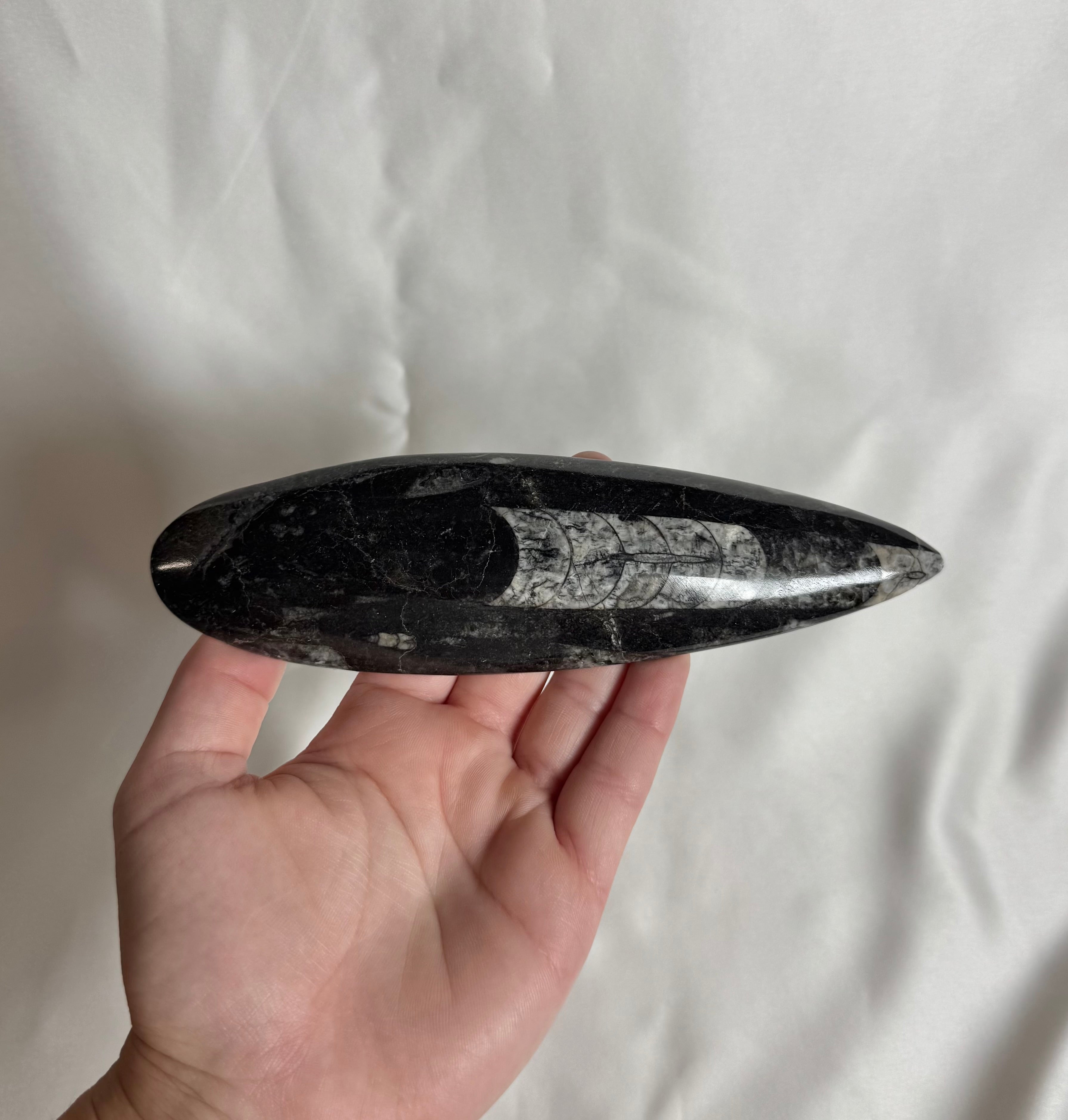 Orthoceras Fossiel Nr. 450