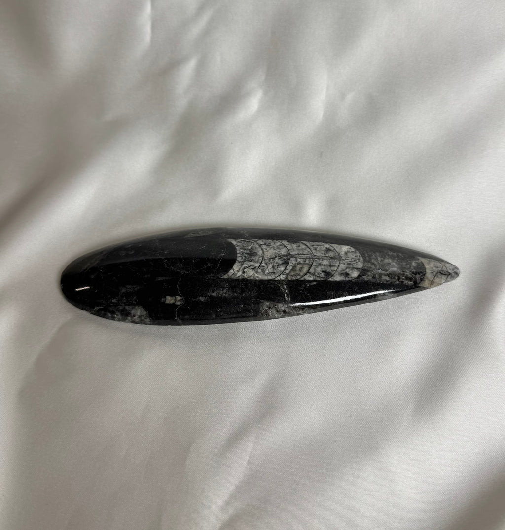 Orthoceras Fossiel Nr. 450