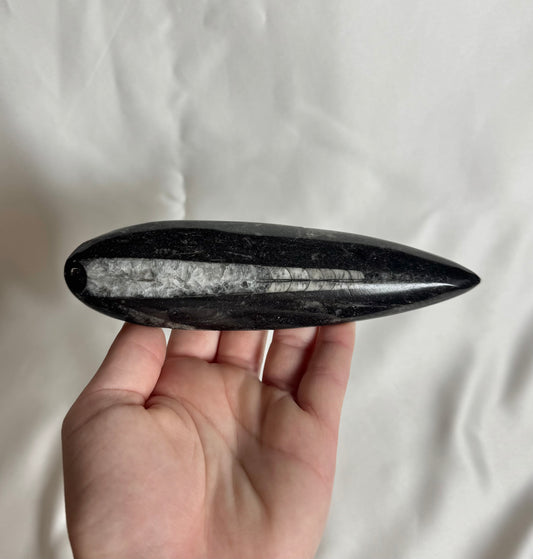 Orthoceras Fossiel Nr. 451