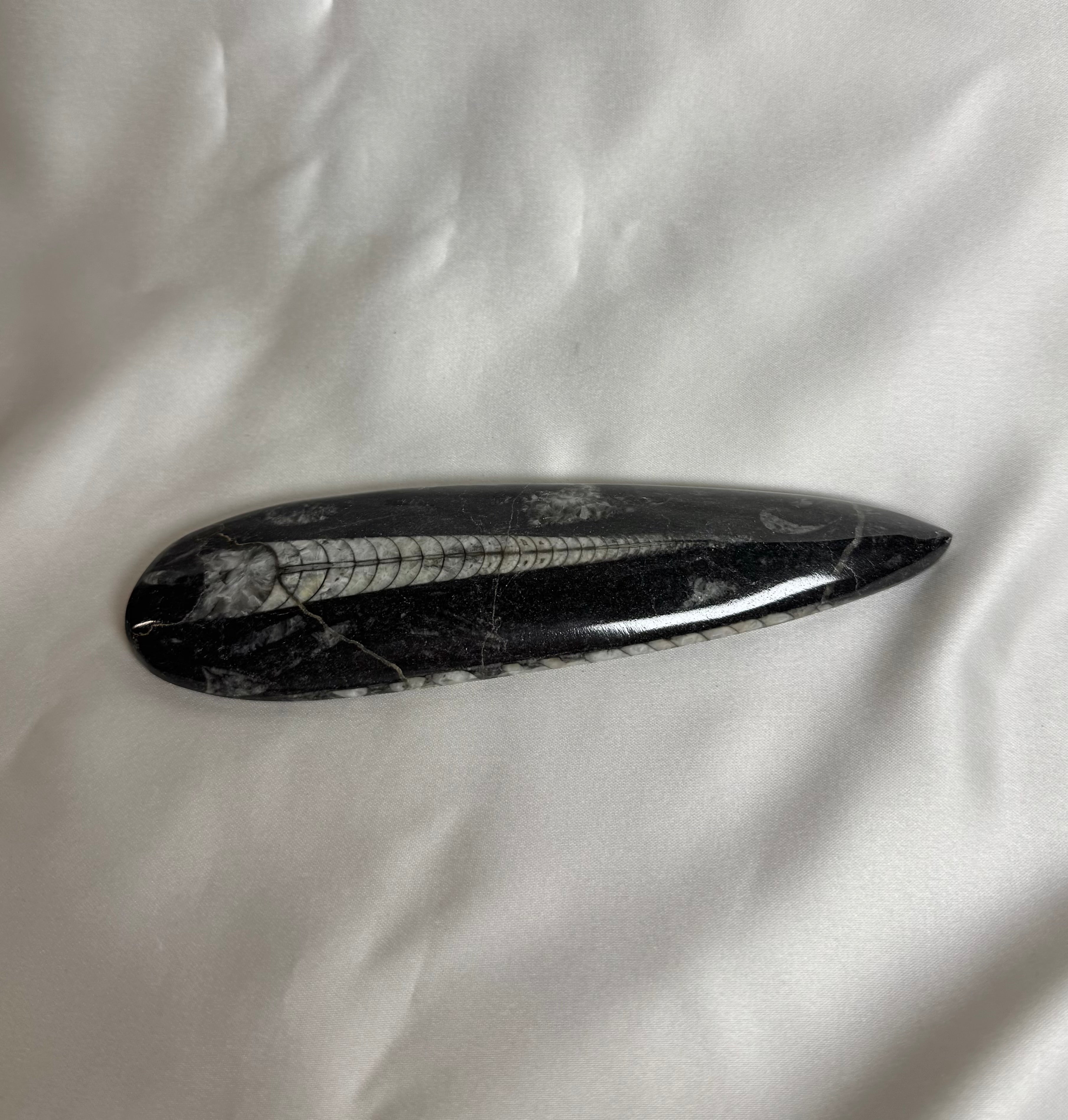 Orthoceras Fossiel Nr. 452