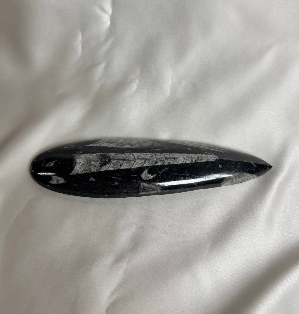 Orthoceras Fossiel Nr. 453