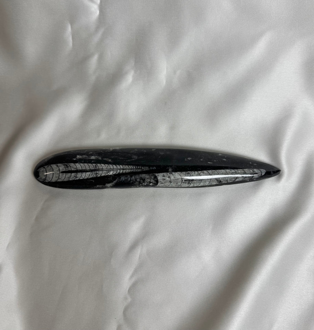 Orthoceras Fossiel Nr. 455