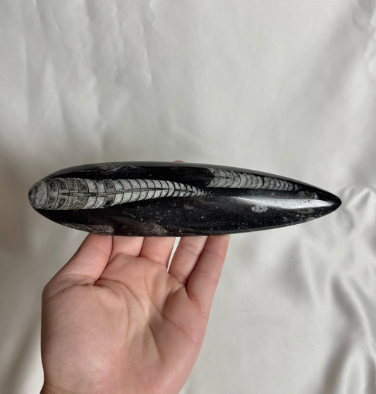 Orthoceras Fossiel Nr. 456