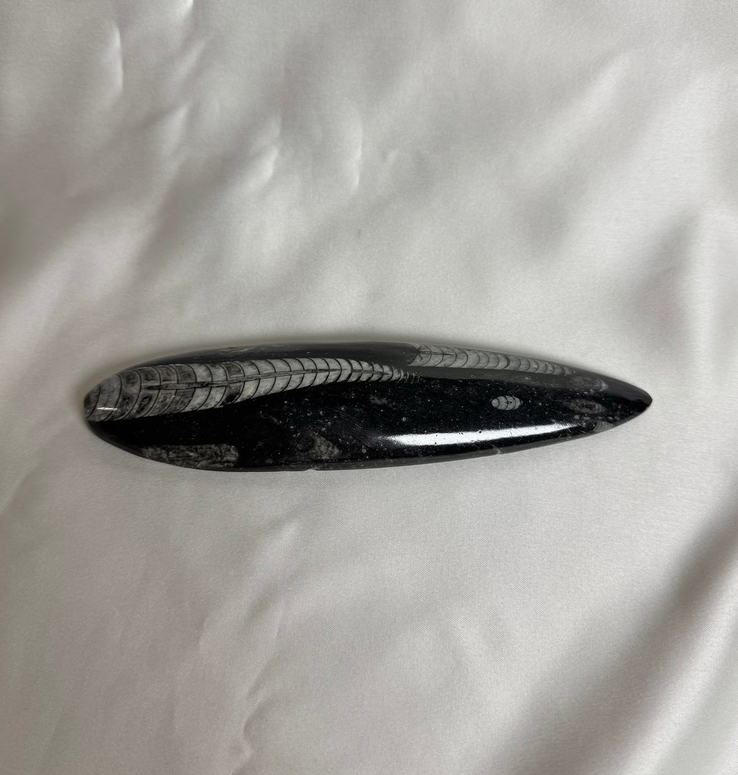 Orthoceras Fossiel Nr. 456