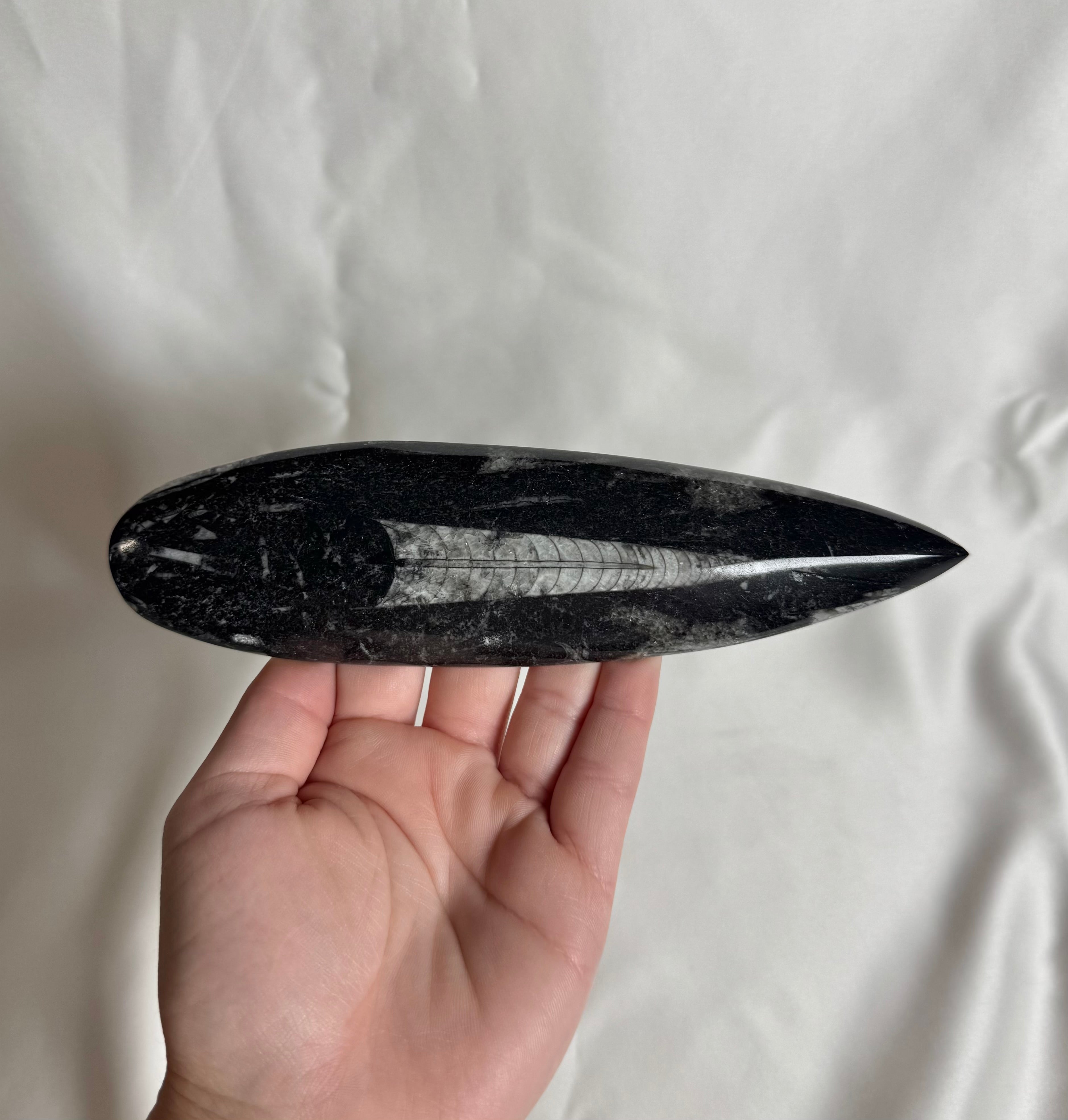 Orthoceras Fossiel Nr. 457