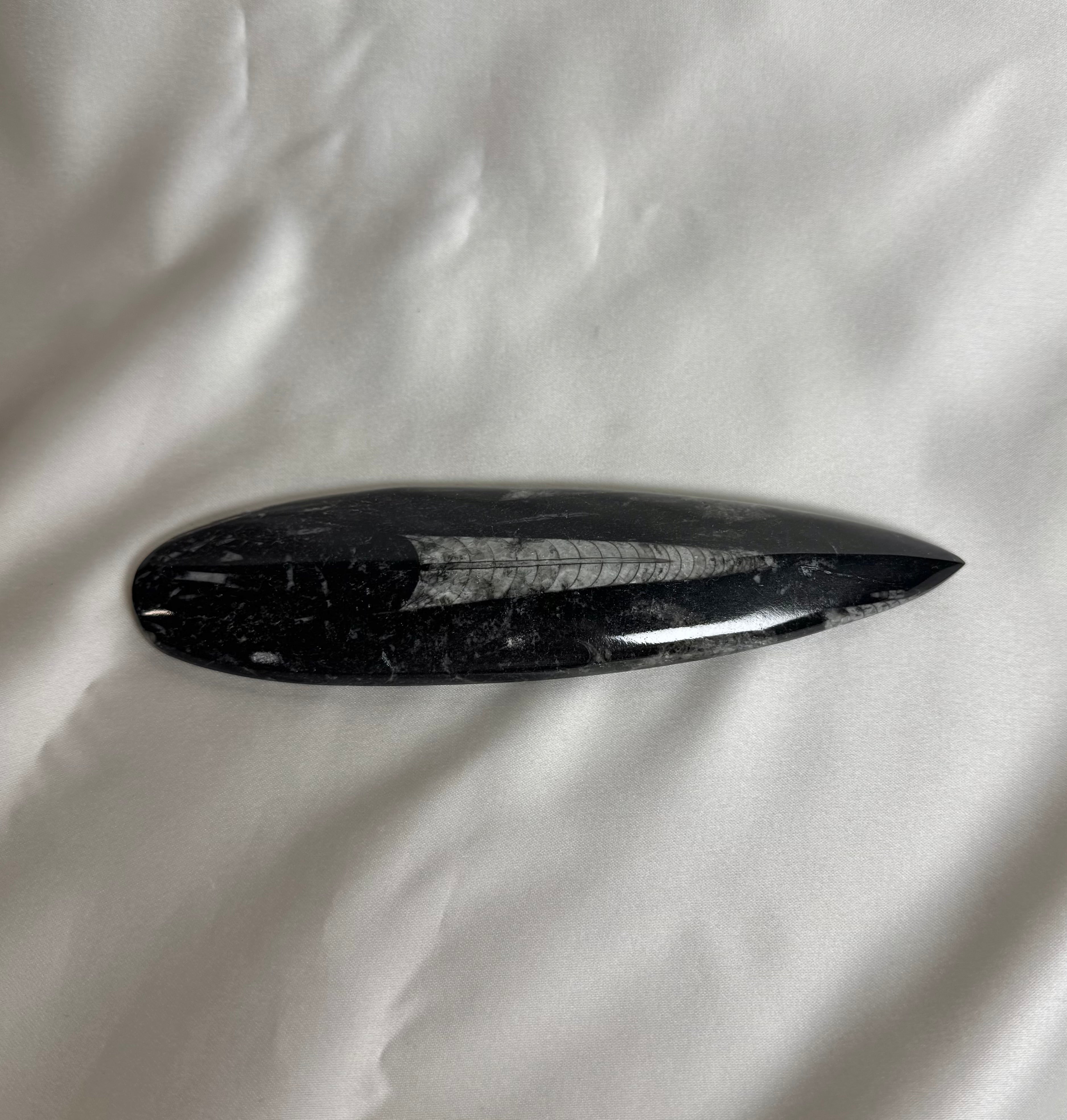 Orthoceras Fossiel Nr. 457