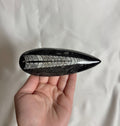 Orthoceras Fossiel Nr. 458