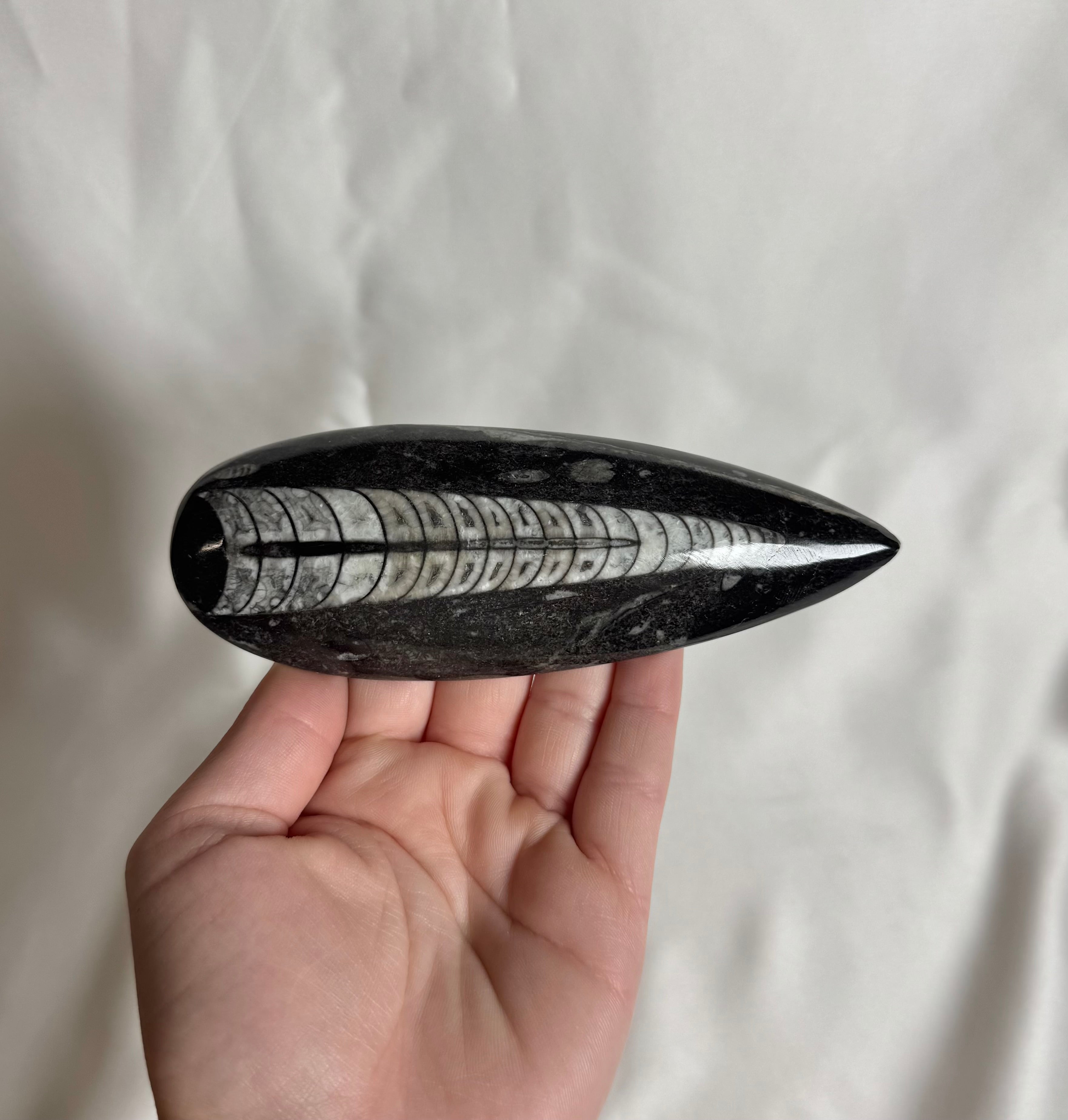 Orthoceras Fossiel Nr. 458