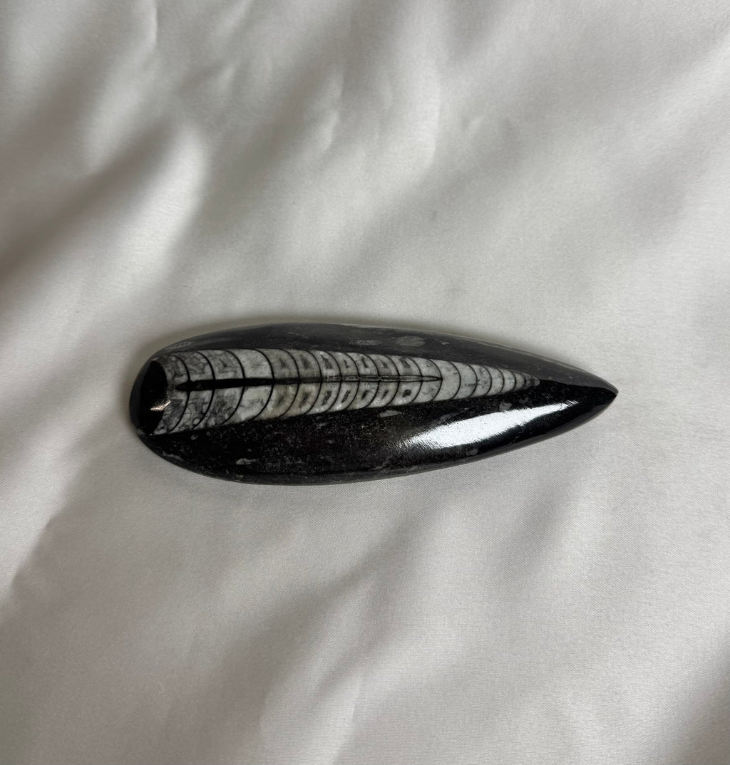 Orthoceras Fossiel Nr. 458