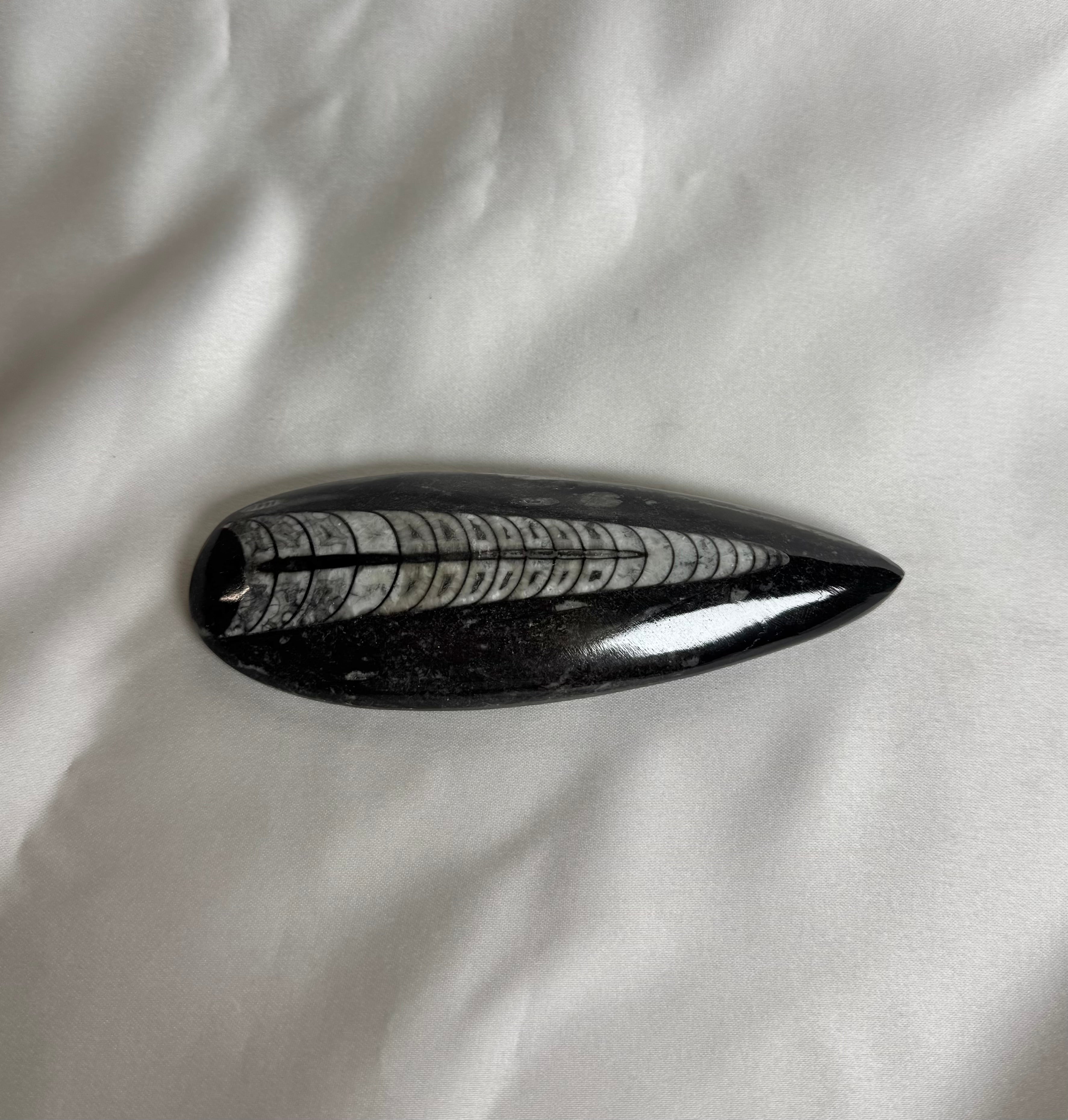 Orthoceras Fossiel Nr. 458