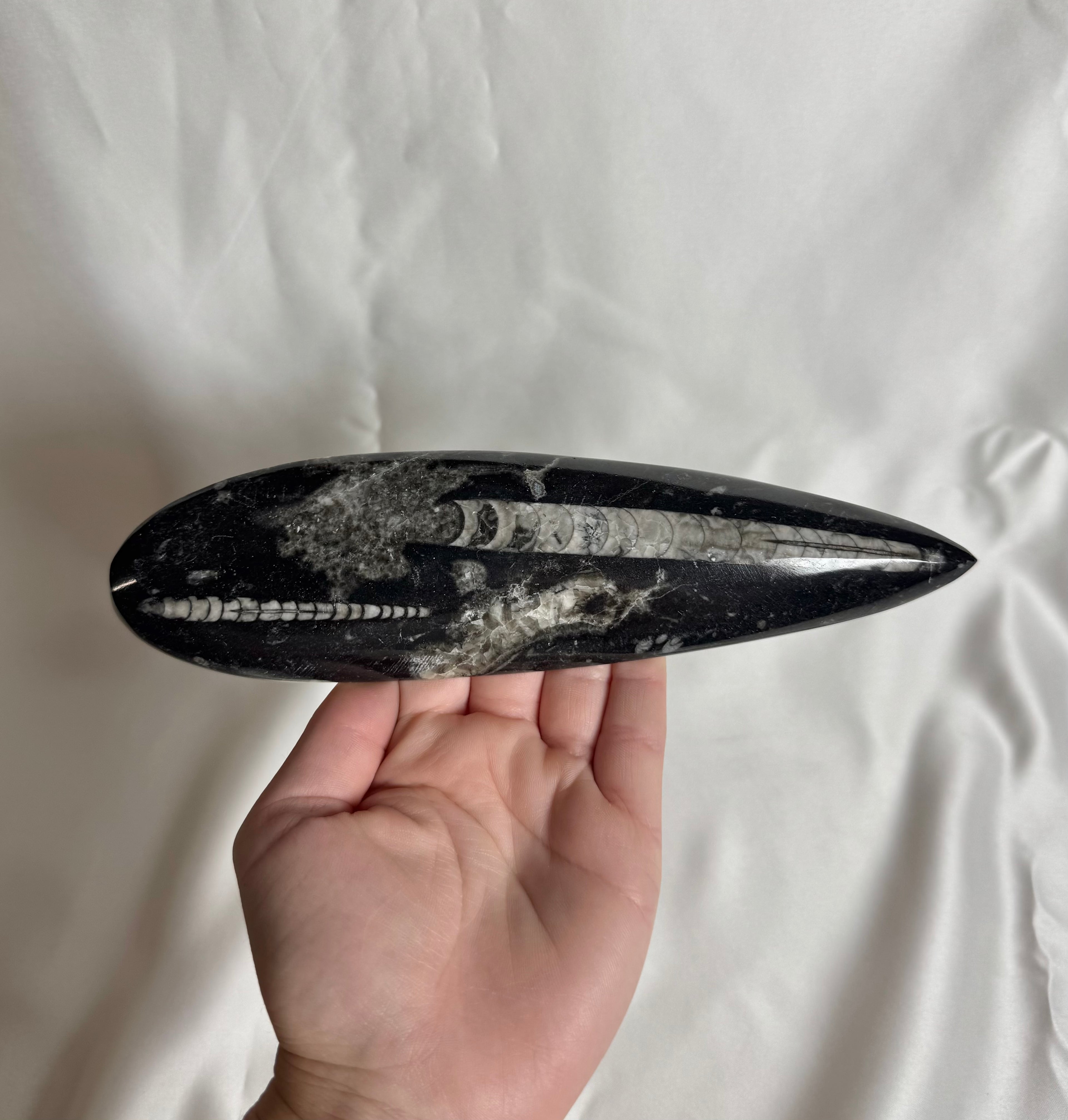 Orthoceras Fossiel Nr. 459