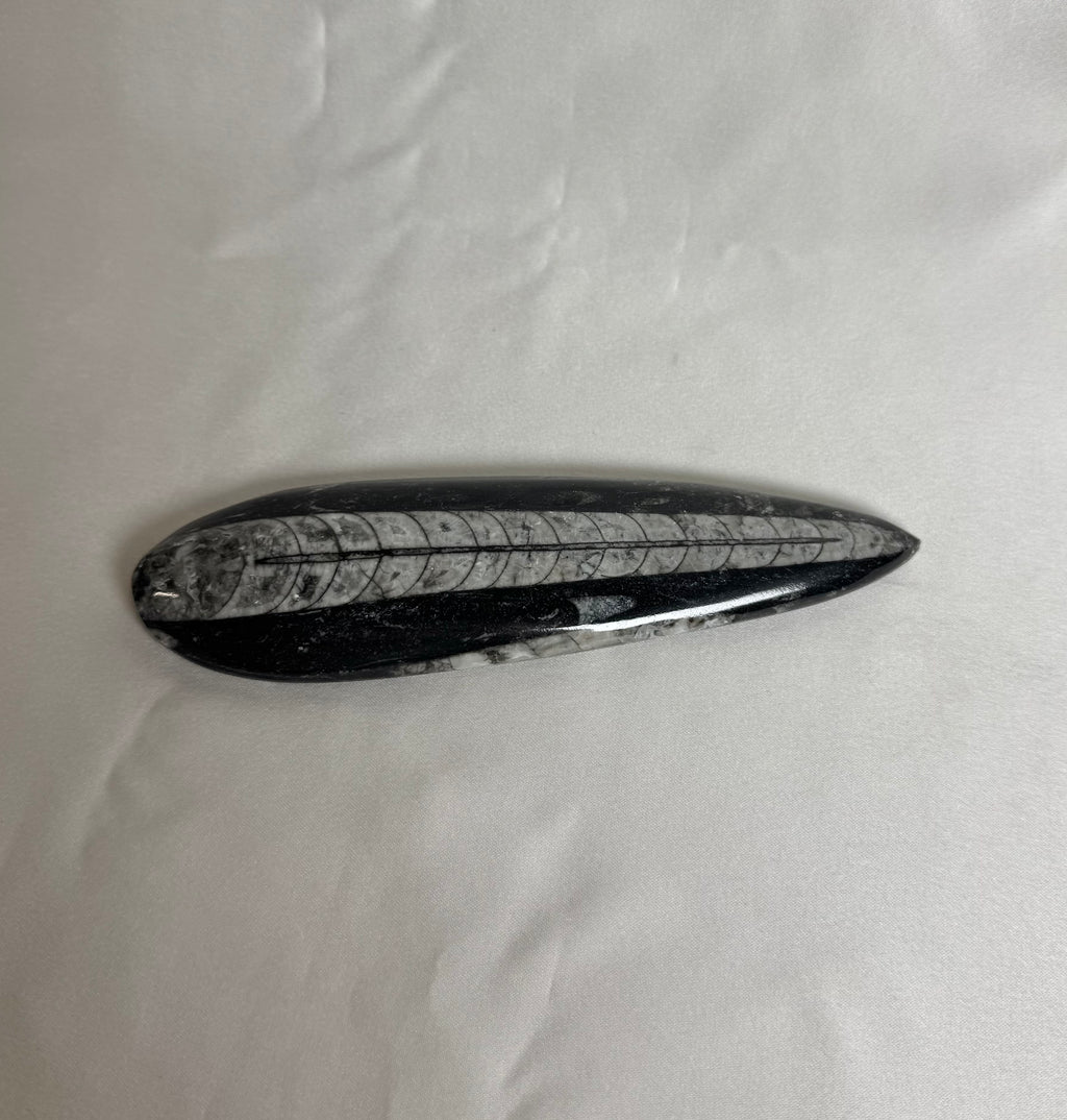 Orthoceras Fossiel Nr. 460