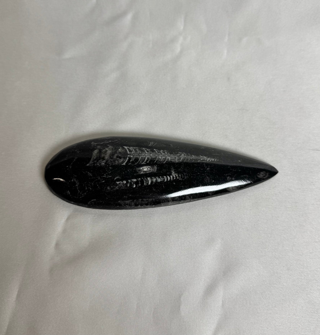 Orthoceras Fossiel Nr. 461