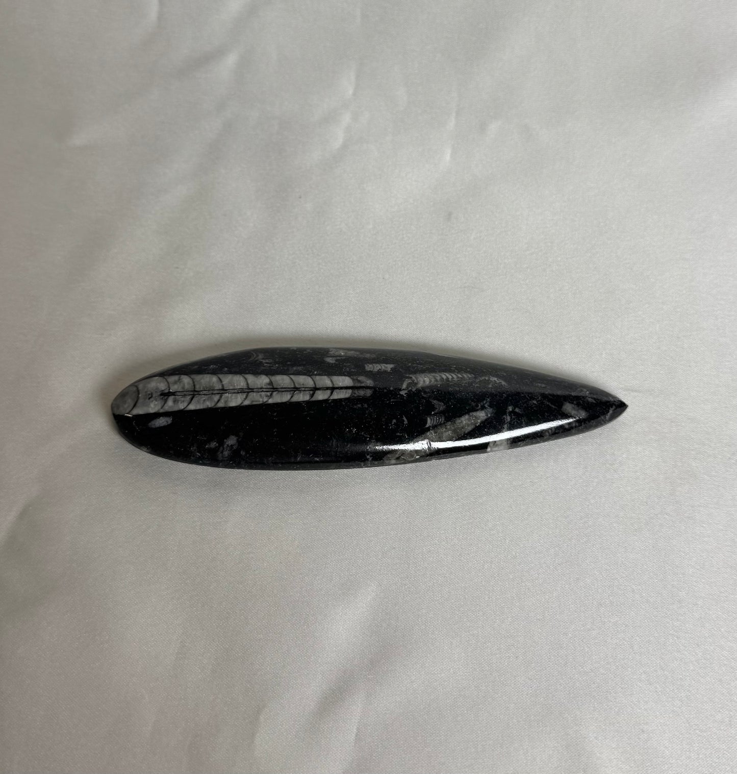 Orthoceras Fossiel Nr. 462