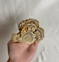 Cave Calciet Nr. 465