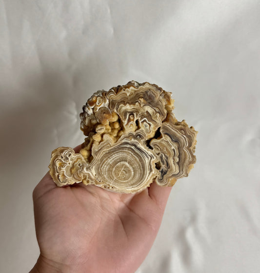 Cave Calciet Nr. 465