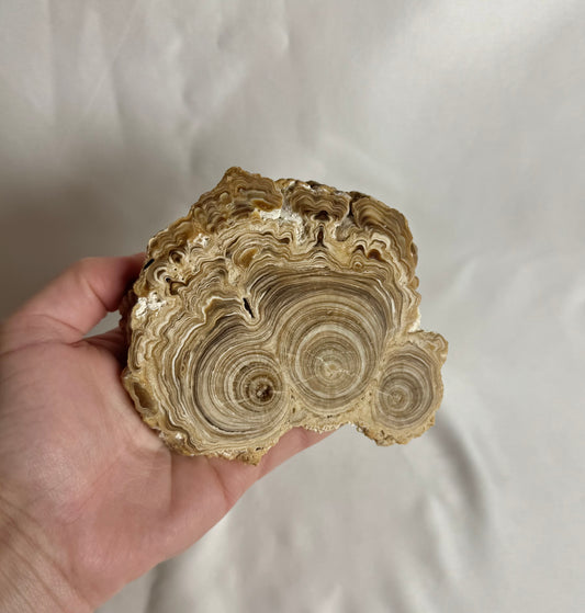 Cave Calciet Nr. 471