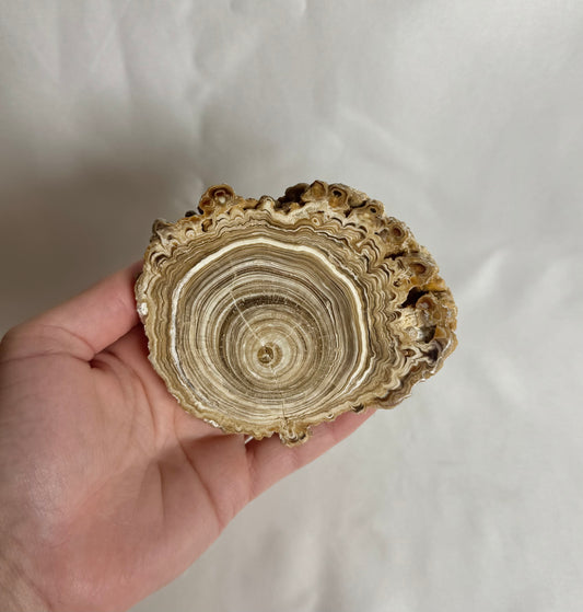 Cave Calciet Nr. 473