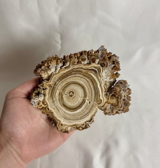 Cave Calciet Nr. 477