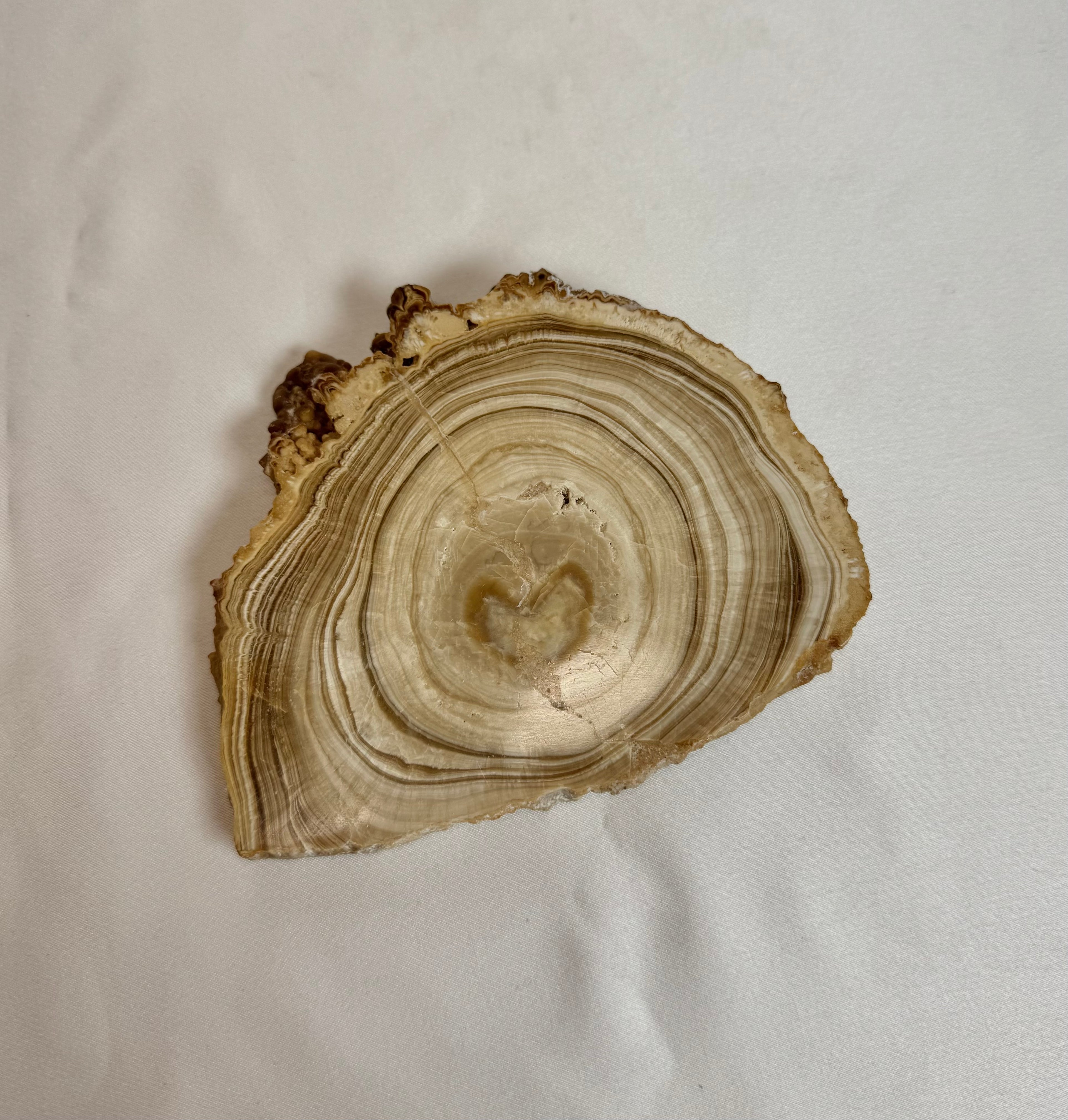 Cave Calciet Nr. 505